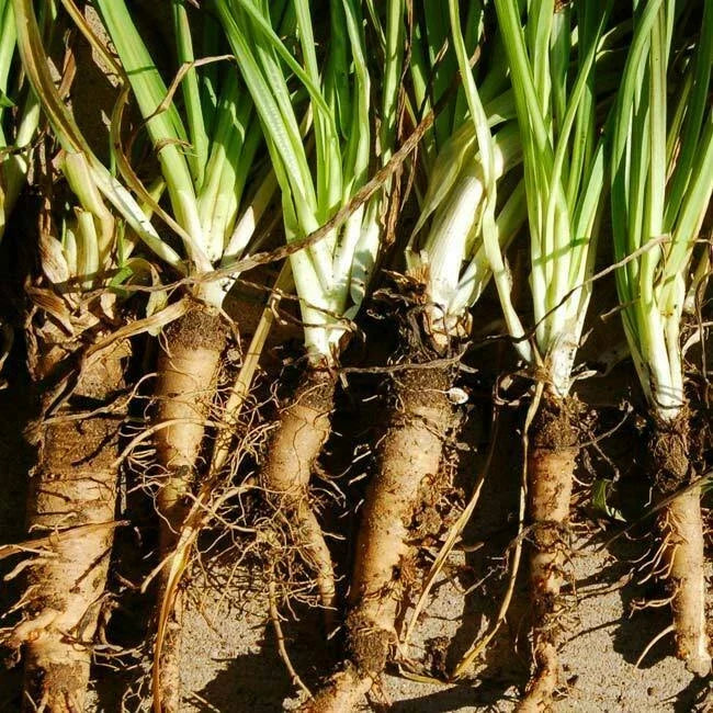 Mammoth Sandwich Island Salsify Seeds – NON-GMO Vegetable Seeds for Home Garden, 50 Count, Tragopogon porrifolius