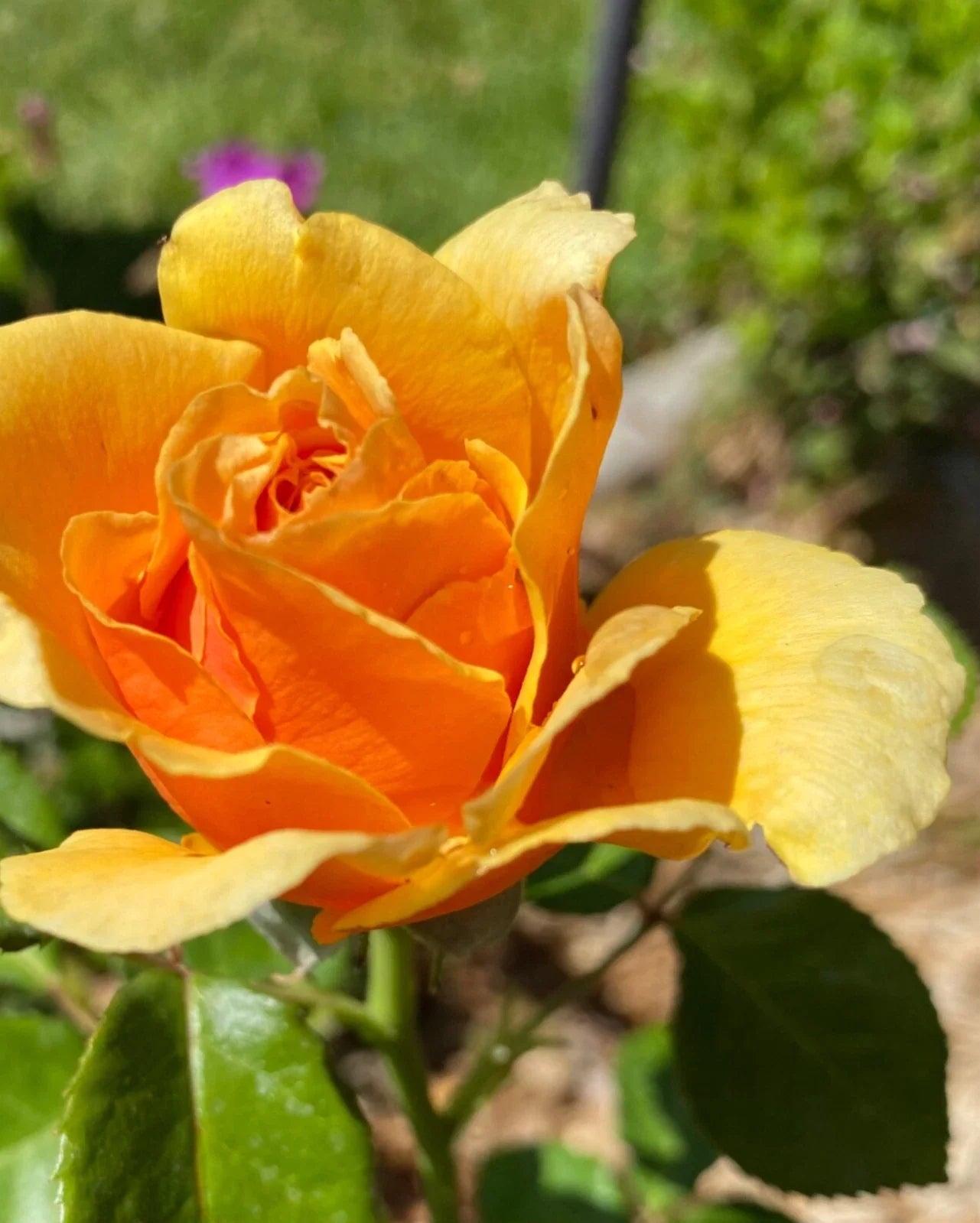 Yellow Apricot Rose Cuttings – 3 Organic Rooting Grafting Cuttings Rosa spp.