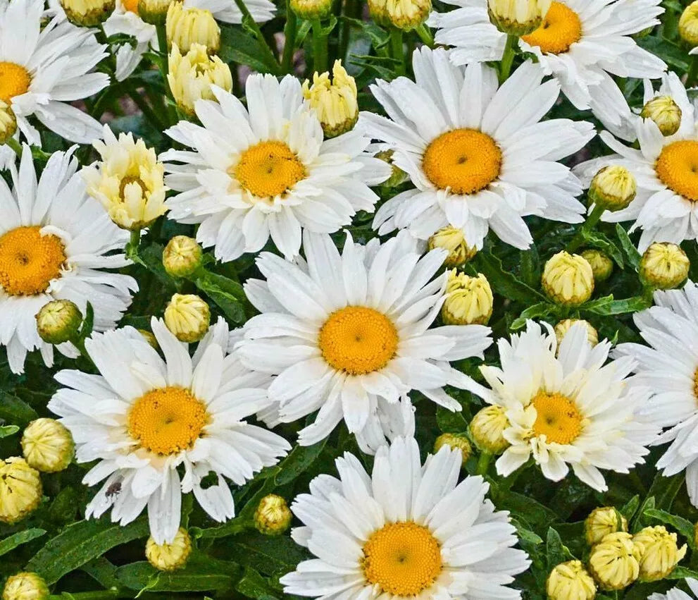 Shasta Daisy Flower Seeds - 500+ Perennial White Blooms | Leucanthemum superbum