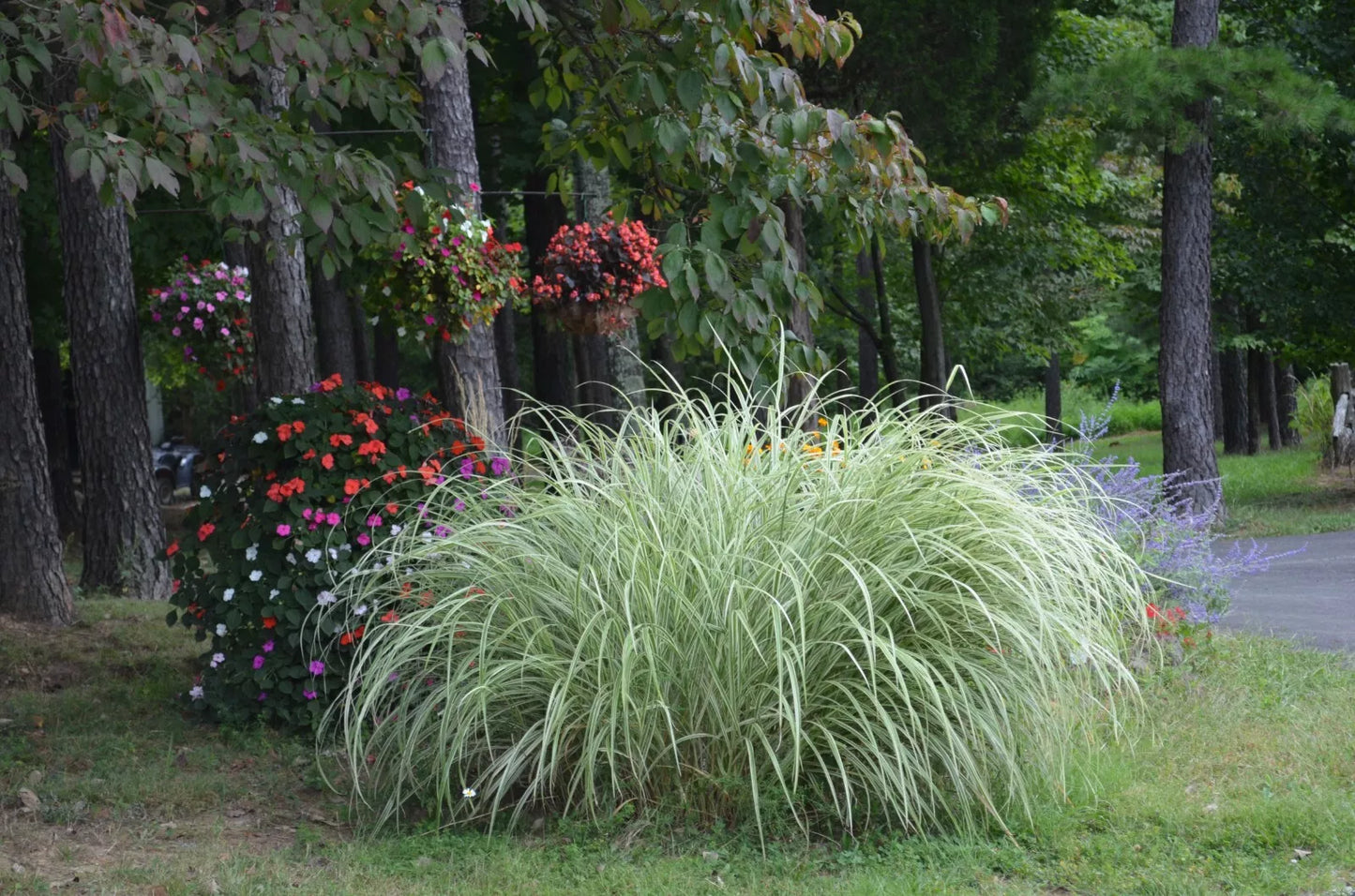 Variegated Silver Ornamental Grass - 3 Clumps - Live Miscanthus sinensis 'Variegatus' for Garden, Landscape & Containers