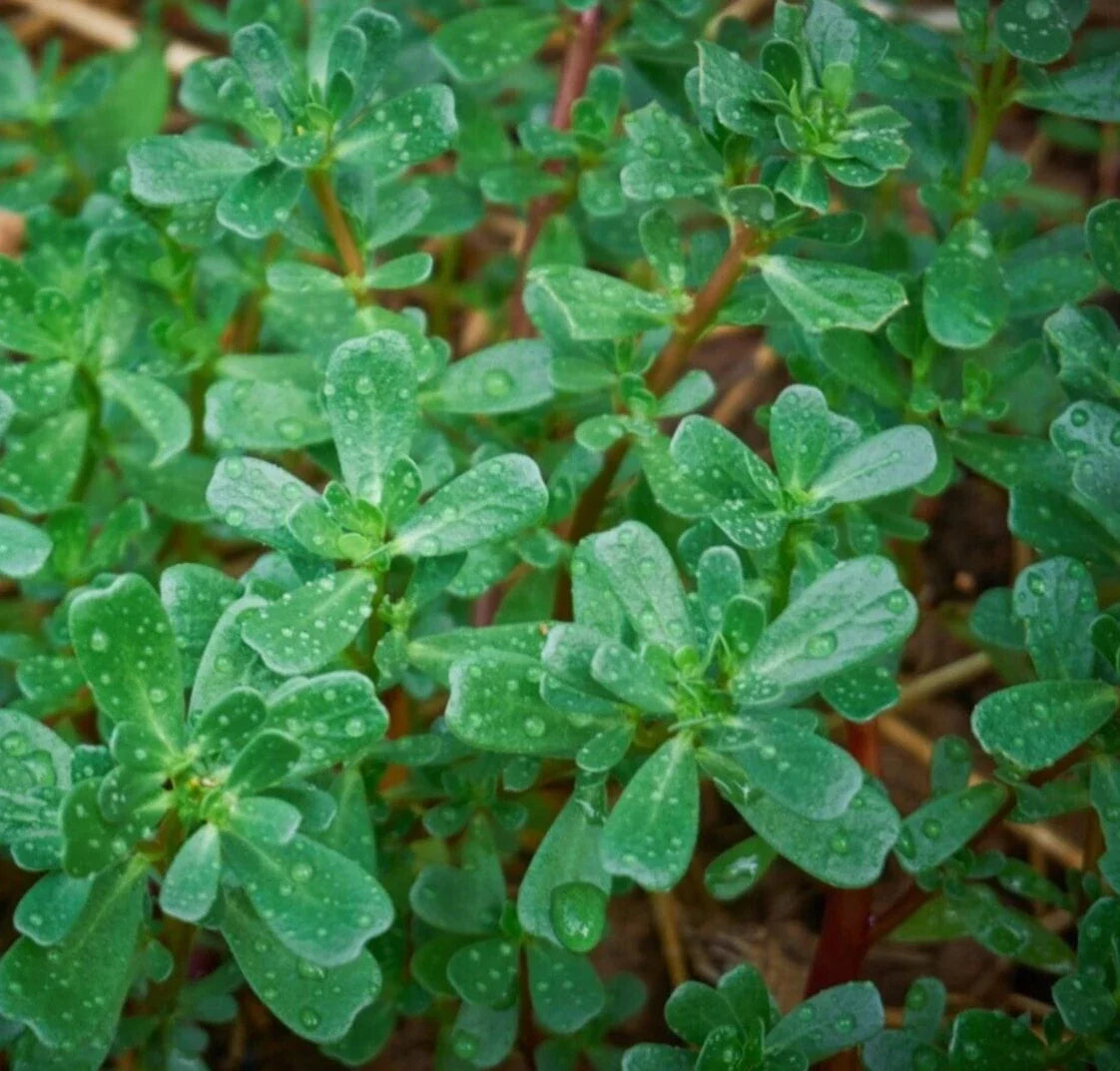 Purslane Seeds 2000+ Groundcover Portulaca oleracea Herb for Gardens & Containers