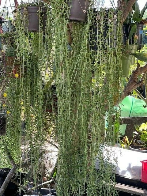 String of Bananas Cuttings 20 Pieces 8" Senecio radicans Succulent Plant for Hanging Baskets and Trailing Decor
