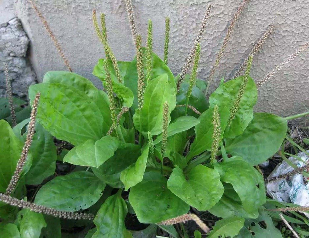 Broadleaf Plantain Seeds - 500+ Pack, Plantago major, Medicinal Herb, Perennial Herb for Gardening and Herbal Remedies