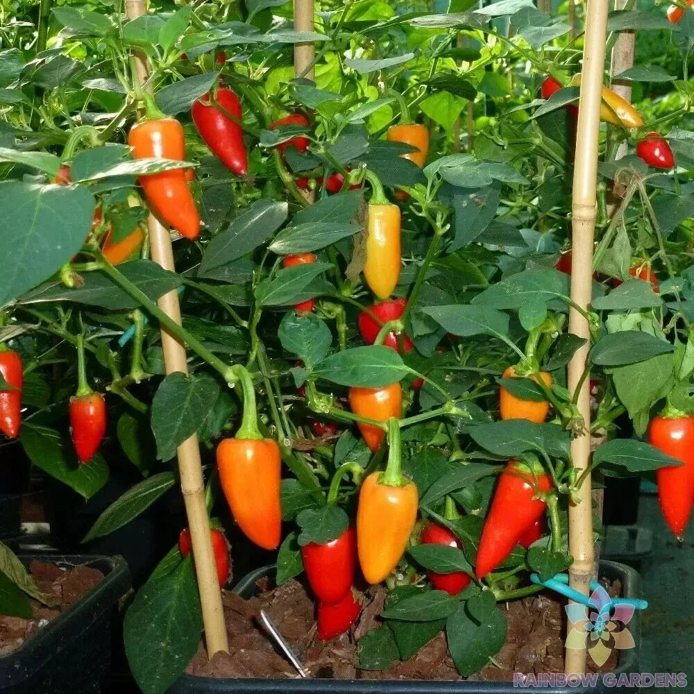 Santa Fe Grande Hot Pepper Seeds - 25+ Non-GMO Capsicum annuum for Garden Planting, Spicy Yellow-Orange Peppers, USA Grown