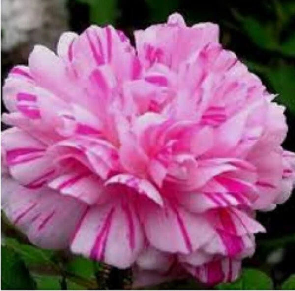 Double Moss Rose Seeds - 100 Perennial Portulaca grandiflora Light Pink White Flowers, Easy to Grow, Attracts Pollinators