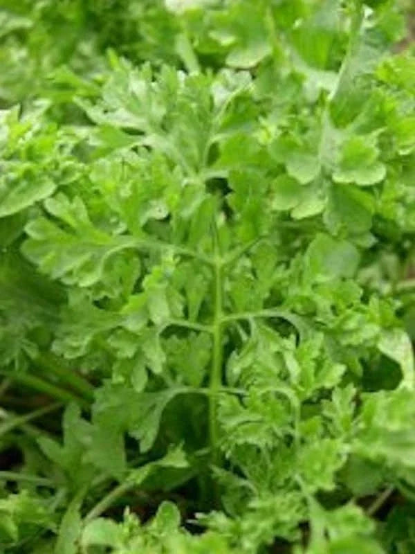 Curled Garden Cress Seeds - Non-GMO Heirloom Lepidium sativum - Fast Germination, Packaged Seed Sachet for Indoor & Outdoor Gardens