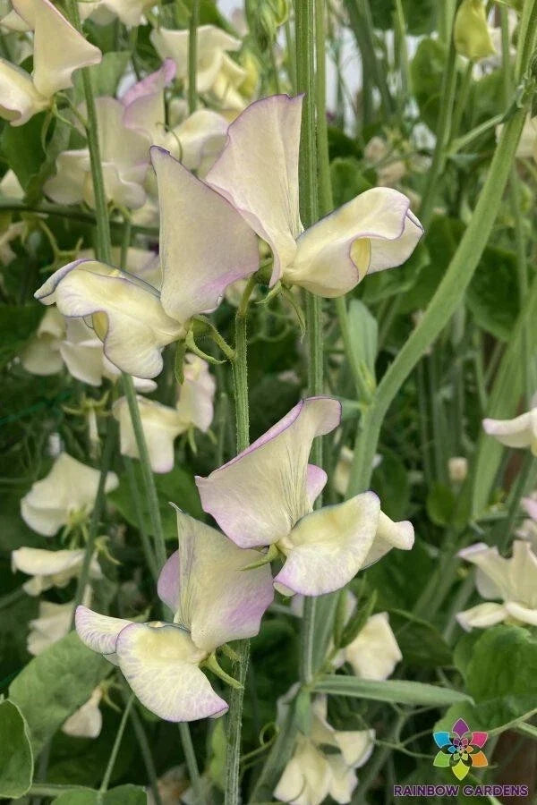 Sweet Pea Seeds - 50+ Cream Variety for Garden Planting - Fragrant Climbing Vines - Lathyrus odoratus