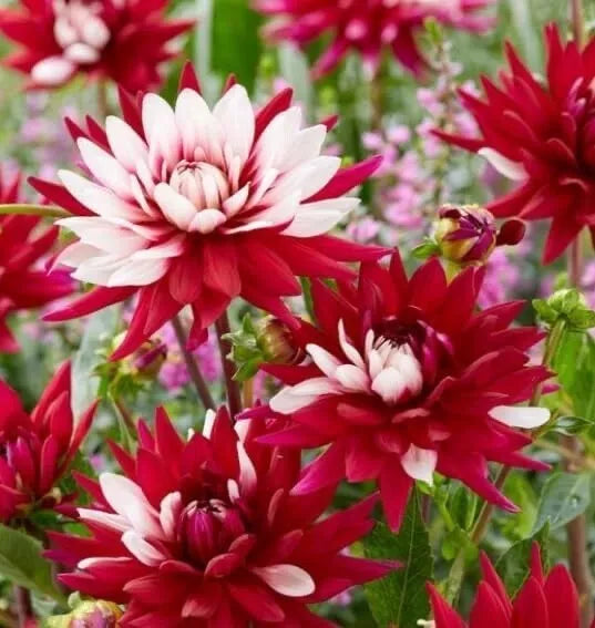 Dahlia Tubers 2-Pack Giant Red & White "Rebecca's World" Dahlia pinnata for Garden Planting