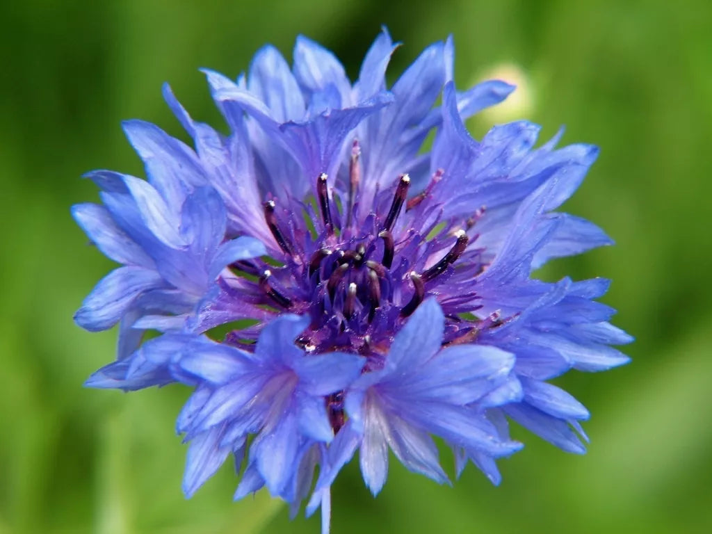 Bachelor's Buttons Seeds - 500 Blue Flower Seeds - Centaurea cyanus - GroCo USA