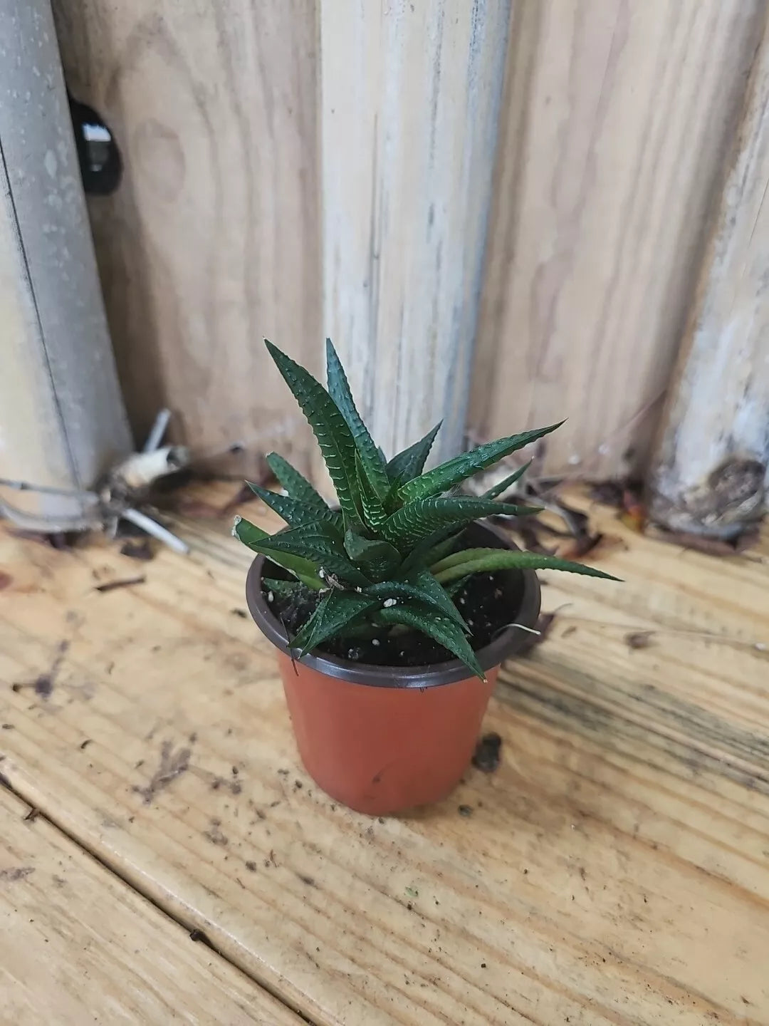 Haworthia Limifolia Cactus Live Plant - Rare Succulent Indoor Green Houseplant