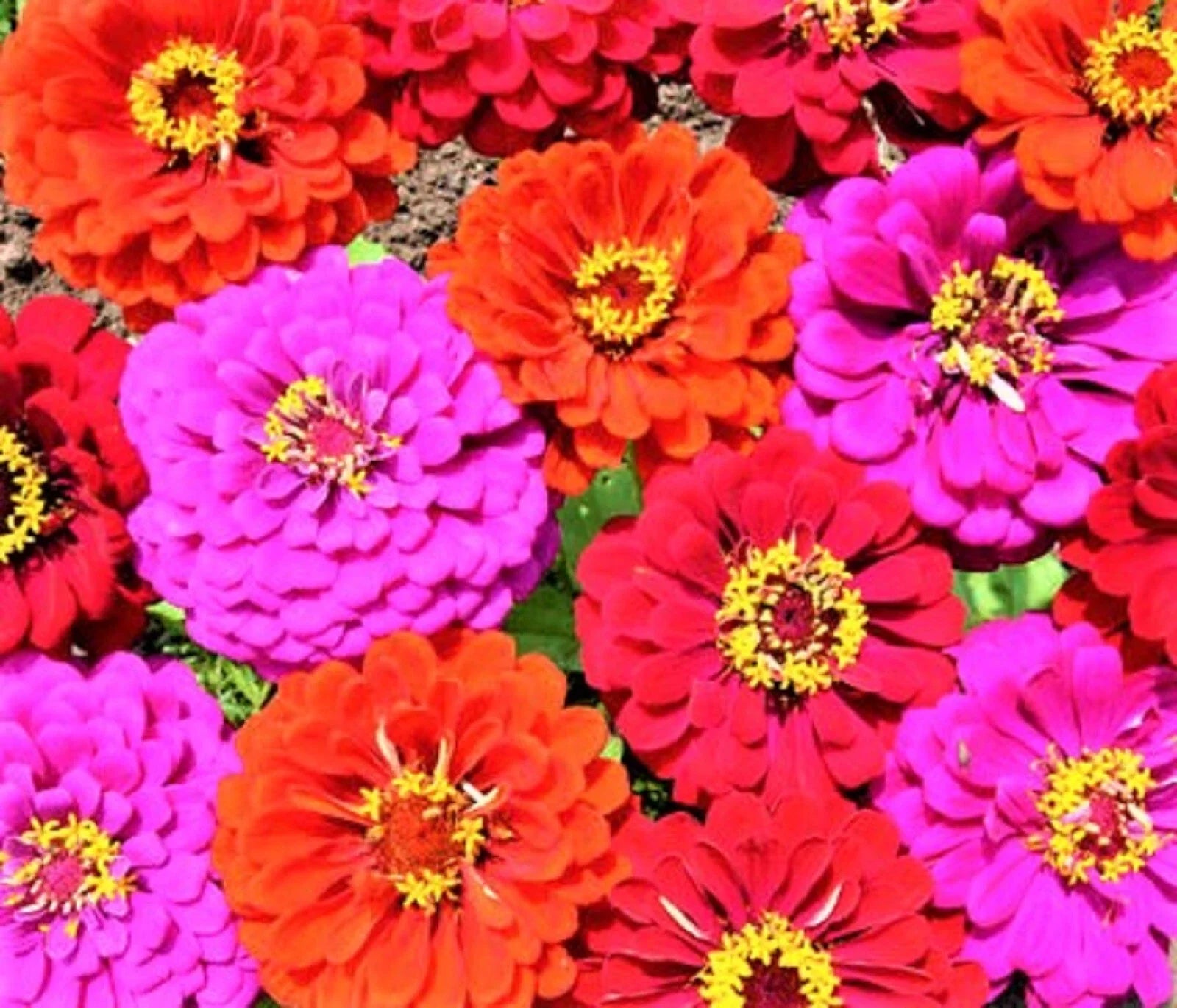 Zinnia Seed Mix Pack of 100+ Non-GMO Merlot Colors for Borders, Cut Flowers & Pollinator Gardens