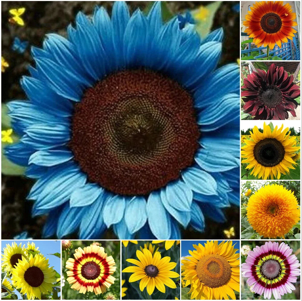 Sunflower Seeds Pack 50pcs Mixed Varieties Helianthus annuus Garden Flower Seeds for Pollinators