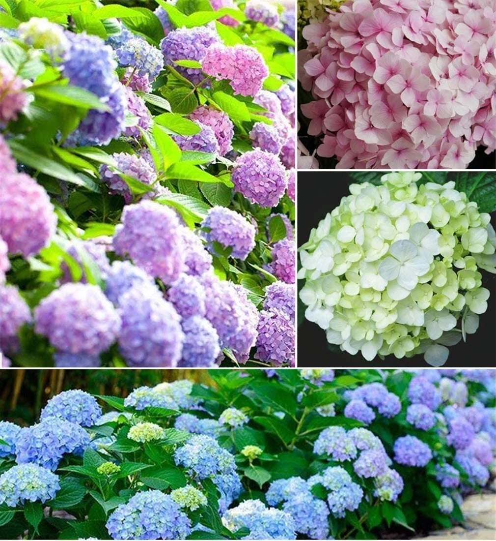 Hydrangea Flower Seeds - Mixed Color, Easy to Grow, Large Blooms, Hydrangea macrophylla, Garden Seeds, Pollinator Attracting