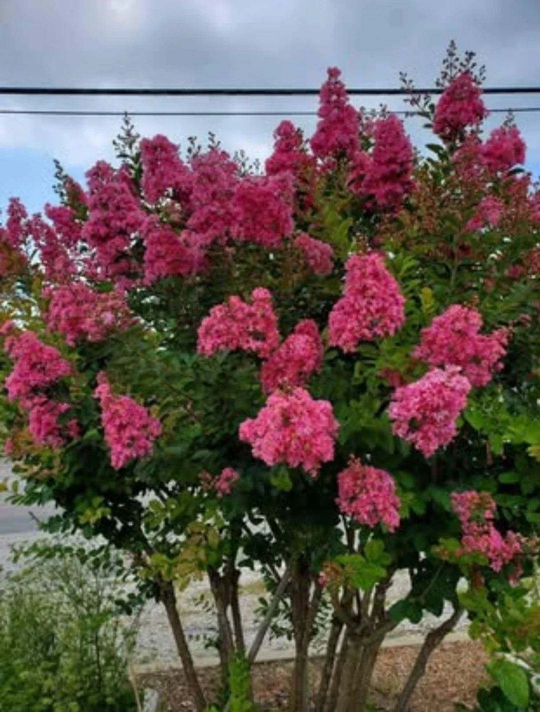 Pink Velour Crape Myrtle Cuttings, Lagerstroemia indica, Live Plant Propagation Material, Pink Flowering Shrub, No Roots