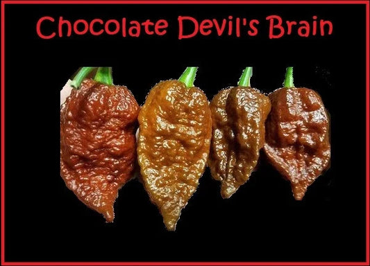 Chocolate Devil's Brain Pepper Seeds – 15 Rare Hot Pepper Seeds for Extreme Heat, Capsicum chinense, Super Hot Variety