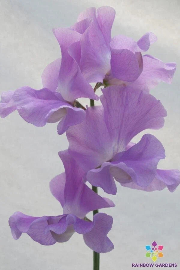 Lady Penny Sweet Pea Seeds - 50+ Heirloom Lathyrus odoratus Garden Flower Seeds for Climbing Vines