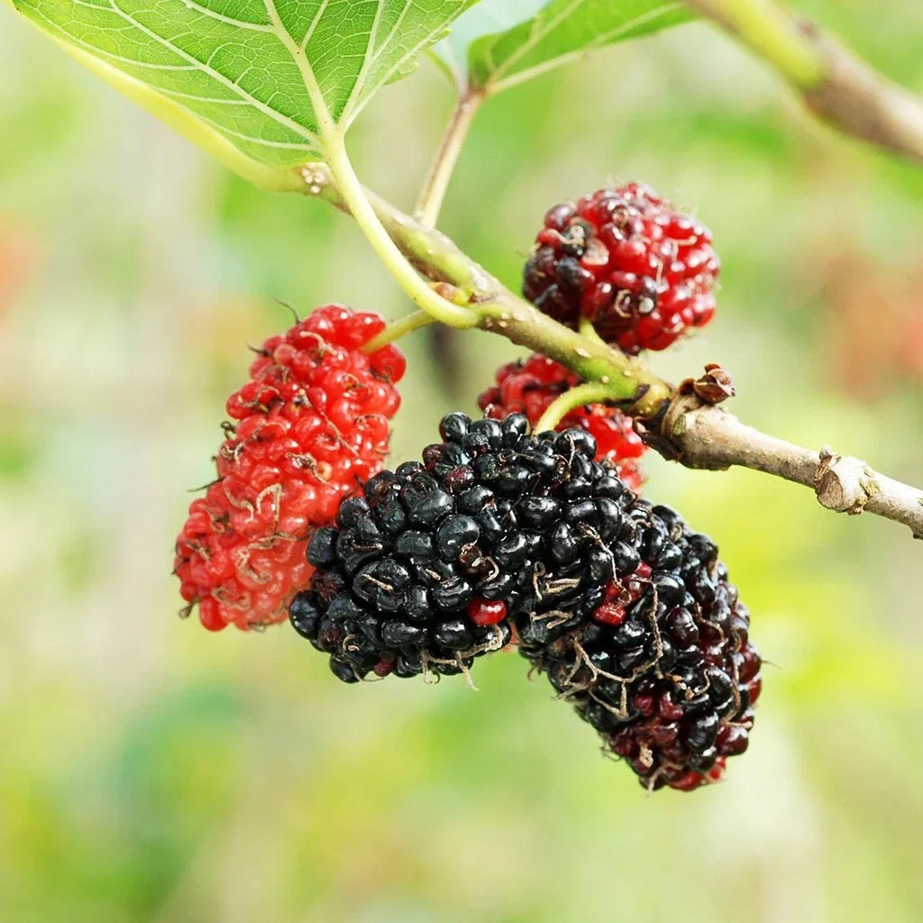 Mulberry Tree Cuttings - 12 Unrooted Morus spp. Cuttings for Rooting & Grafting