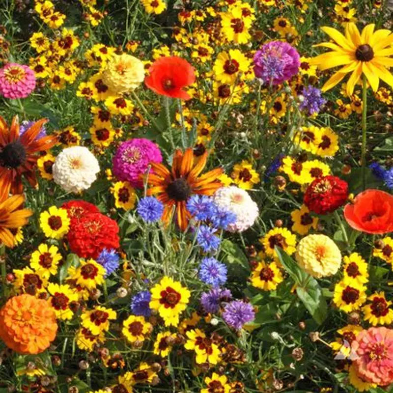 Children's Wildflower Seed Mix - Easy to Grow, Colorful Blooms, Native Varieties, Non-GMO Seeds for Kids