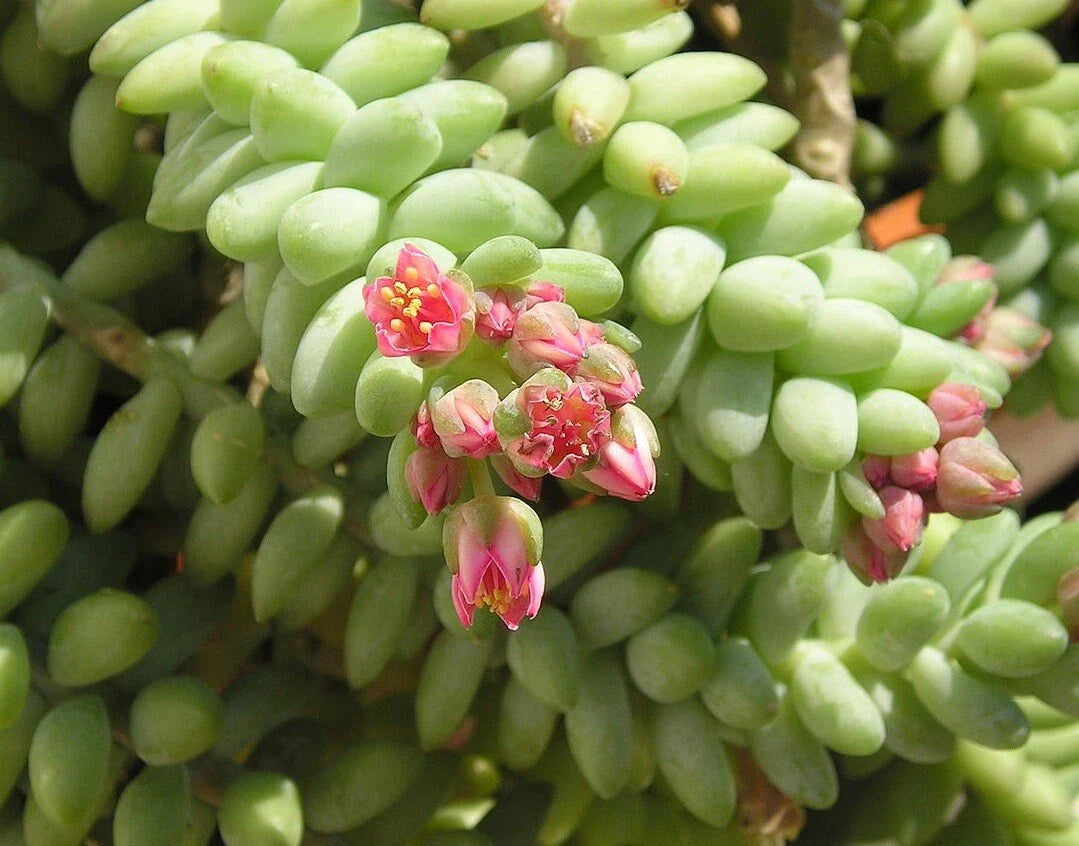 Unrooted 4" Donkey Tail Succulent Cutting Sedum Morganianum Hanging Plant for Indoor Decor