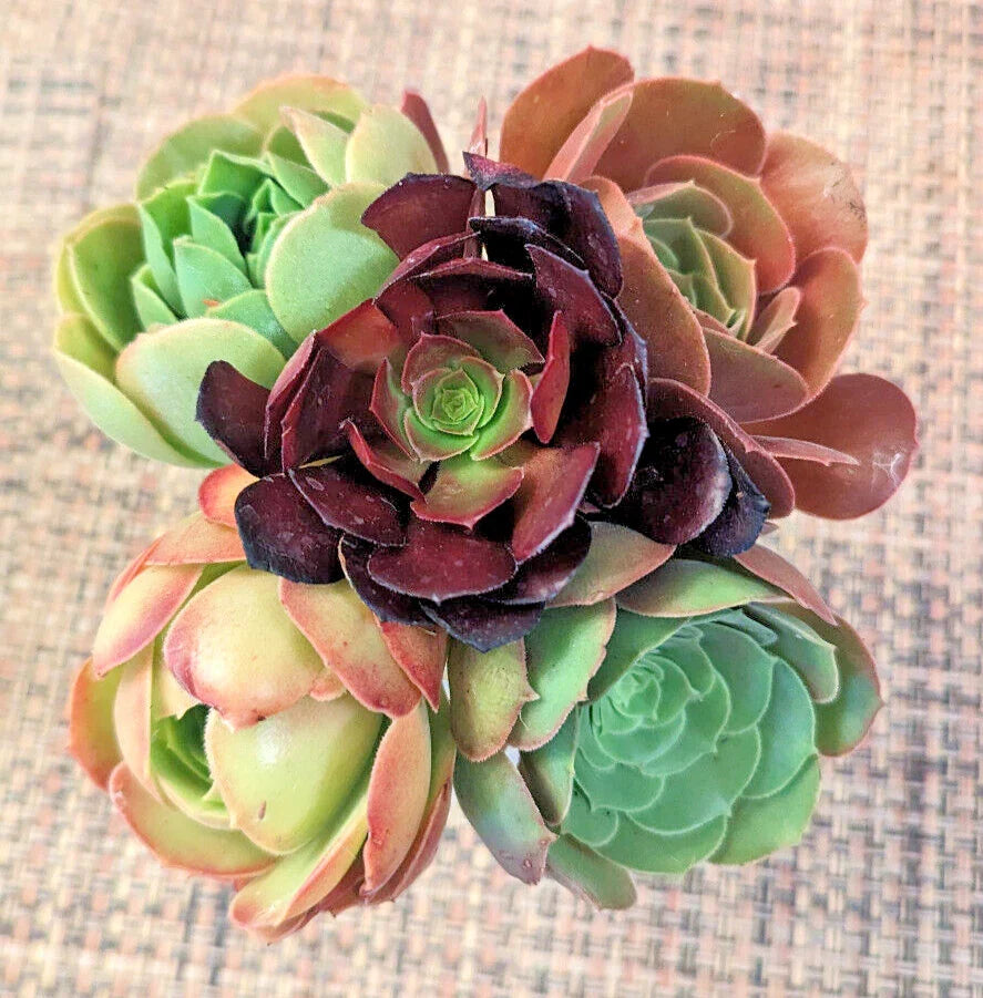Aeonium Cuttings Set of 5 - 3" Diameter Succulent Variety - Aeonium spp.