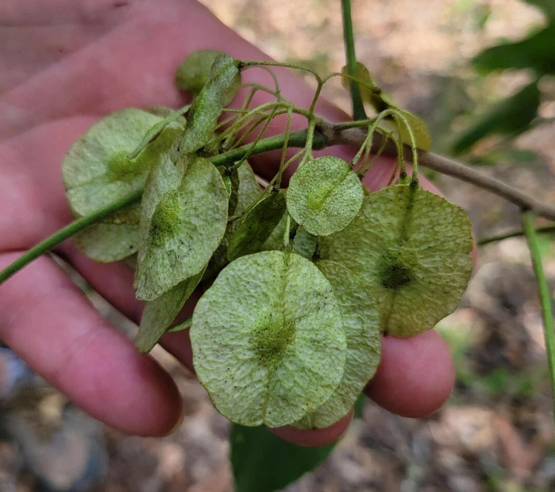 Common Hoptree Seeds 5 Pack | Ptelea trifoliata | Florida Native Deciduous Tree for Gardens & Landscaping