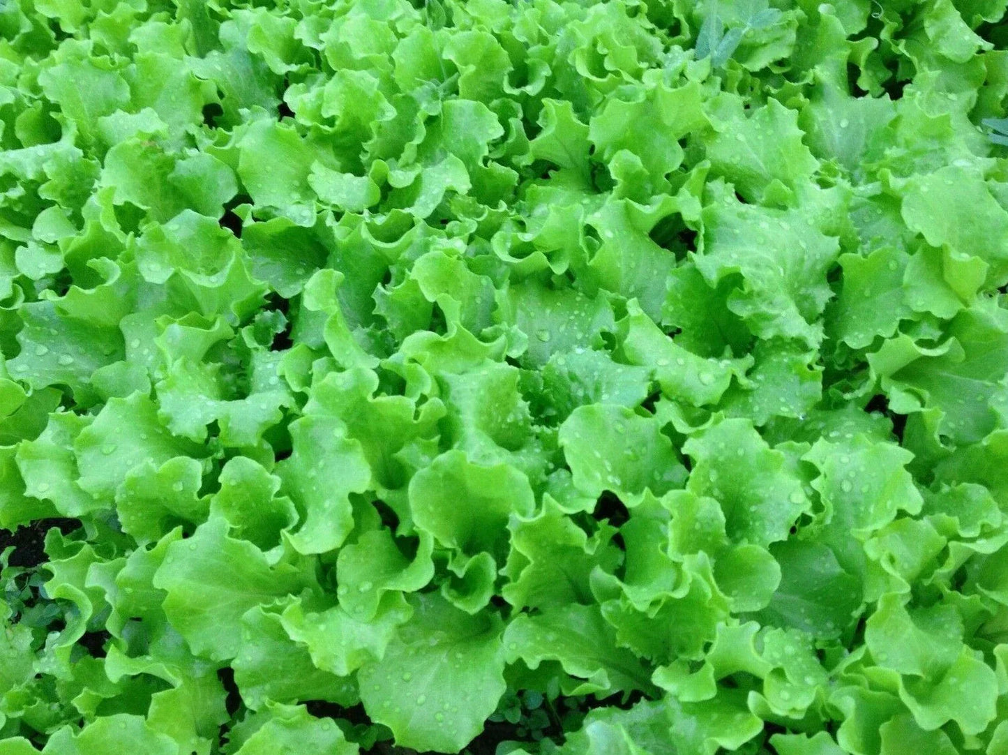Grand Rapids Lettuce Seeds - 1000+ Lactuca sativa Seeds for Leafy Greens Garden