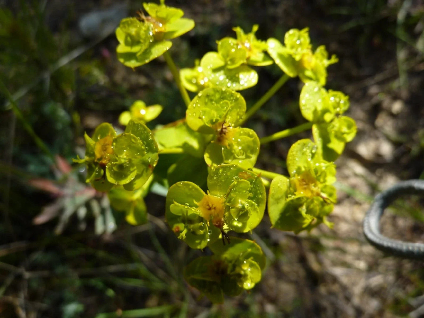 Mole Plant Seeds - 5 Heirloom Euphorbia lathyris Seeds for Garden, Border, Rock Garden, Naturalized Areas