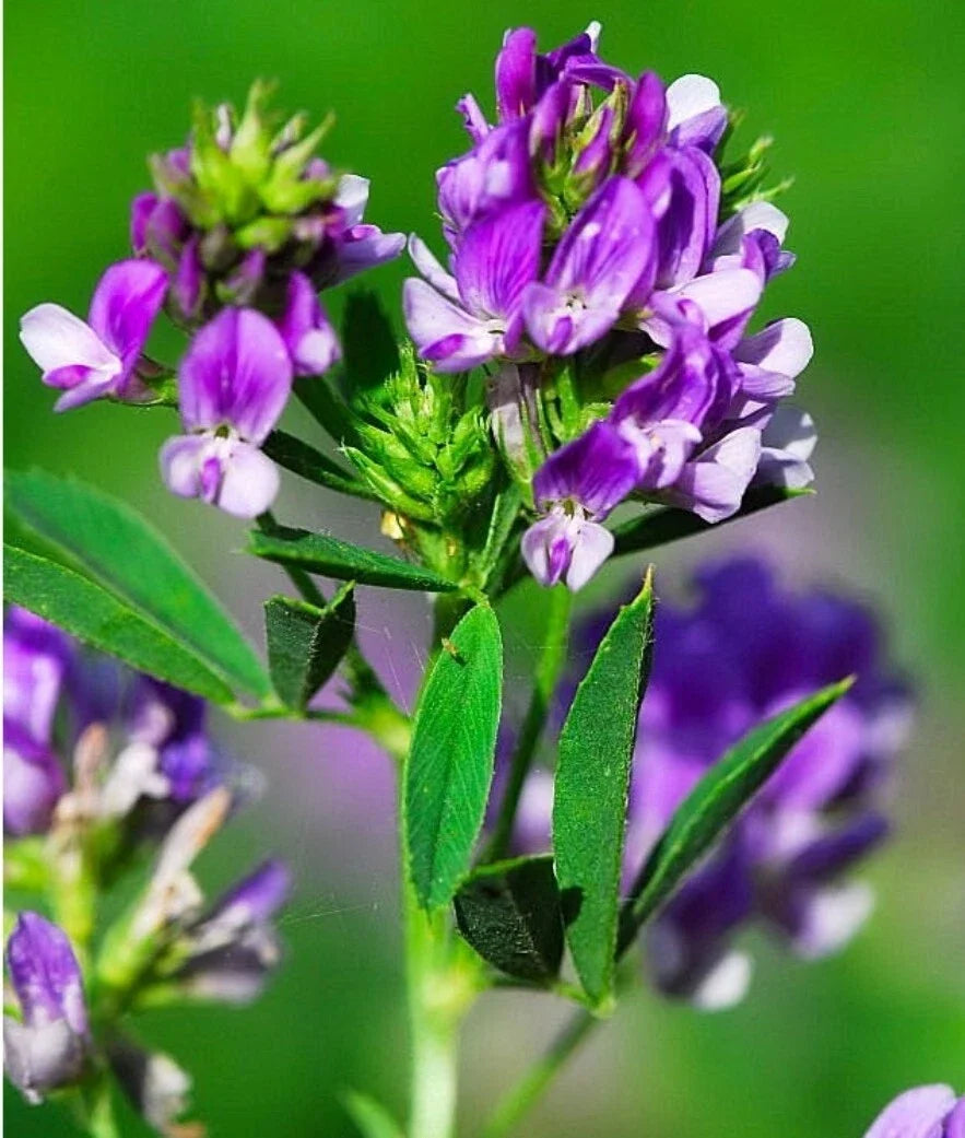 Organic Alfalfa Seeds 300+ Count Non-GMO Medicago sativa for Forage & Soil Improvement, USA Grown