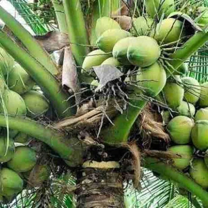 Sprouted Dwarf Green Malayan Coconuts 6–8” - Certified Costa Rica Tropical Seedlings