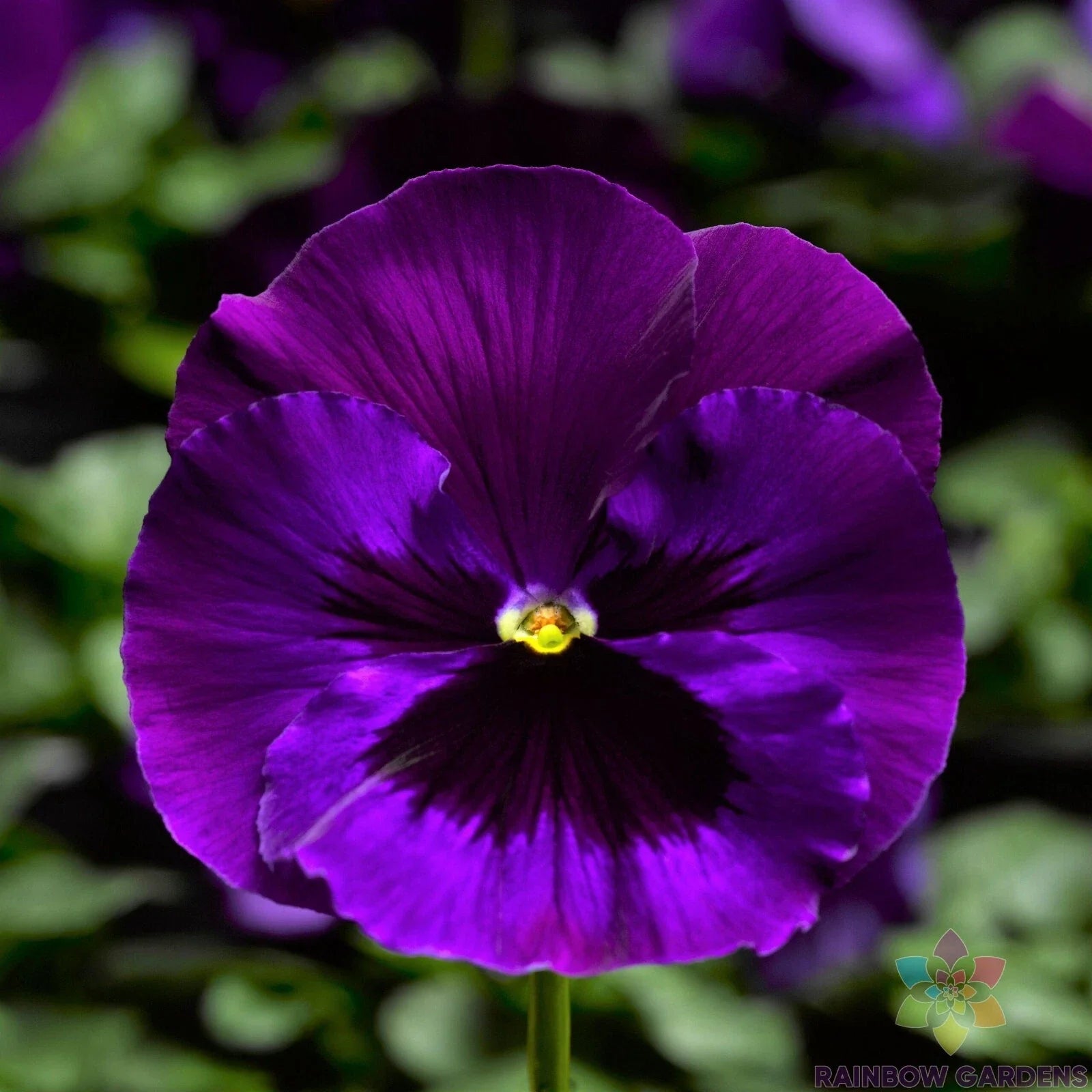 Delta Neon Violet Pansy Seeds - Viola tricolor - 200+ Seeds for Garden, Borders & Containers, Vibrant Purple, Easy to Grow