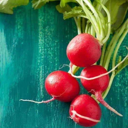 Champion Radish Seeds - Non-GMO Heirloom Raphanus sativus, Fast-Germinating, Crisp Roots, 200 Seeds for Home Garden, Container & Raised Bed