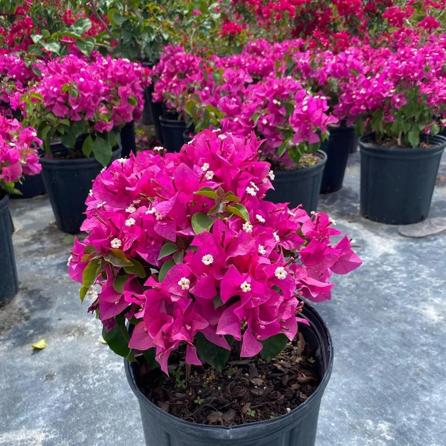 Set of 2 Rooted Bougainvillea Plants – Soft Pink, Deciduous Vining, Bougainvillea glabra, Garden, Container, Hanging Basket