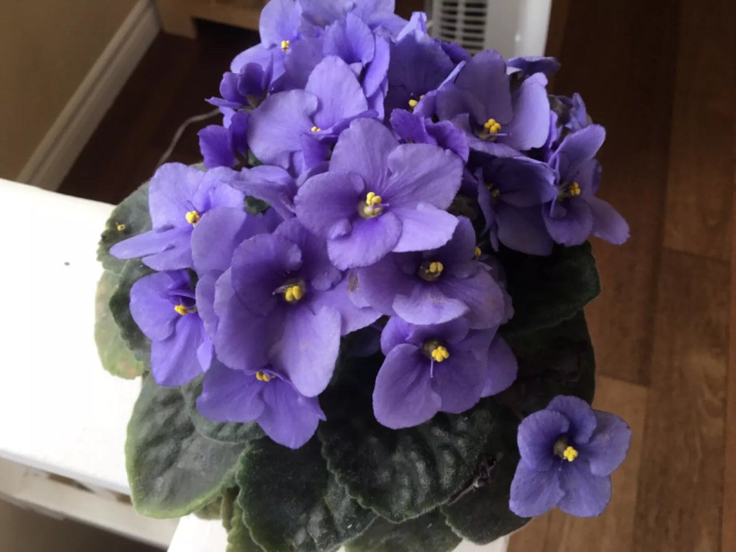 African Violet Leaves 4-Pack Blue Bounty Saintpaulia ionantha for Rooting, Indoor Plant Cuttings, Easy Care, Compact Growth