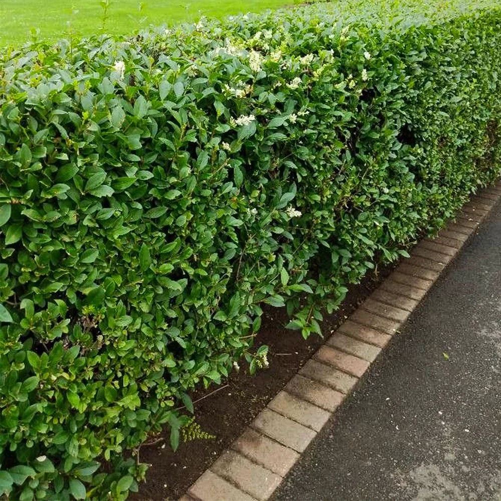 Common Privet Bush Starter Plant - Bare Root Ligustrum vulgare for Hedges & Privacy Screens