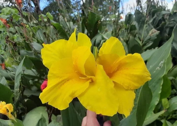 Canna Lily Bulbs 3 Count - Banana Punch Variety, Rich Yellow Flowers, Deep Green Foliage, Canna indica