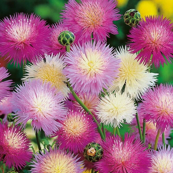 Sweet Sultan Flower Seeds - 50 Pack, Pink Purple White Perennial, Centaurea moschata, Easy to Grow, Pollinator Attracting