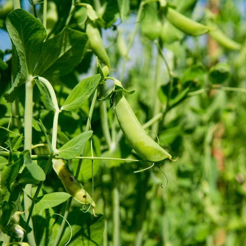 Dundale Pea Sprouting Seeds - Organic Non-GMO Pisum sativum for Healthy Eating, 8 Ounce Pack