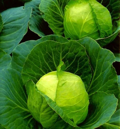 Golden Acre Cabbage Seeds - 100 Non-GMO Vegetable Seeds for Home Garden, Brassica oleracea var. capitata