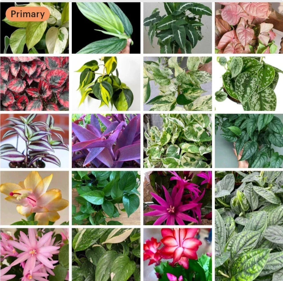 20+ Cuttings Mix Surprise Box with 10 Unique Plant Varieties for Propagation and Indoor Gardening