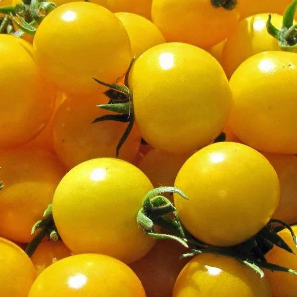 Golden Nugget Tomato Seeds - Heirloom Solanum lycopersicum for Home Gardening, Compact Bush, Sweet & Juicy, 25 Seeds