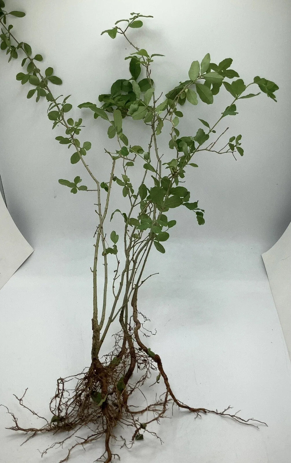 Bare Root Chinese Privet Hedge Starts 8-12 Inches Ligustrum sinense for Privacy Screen & Border