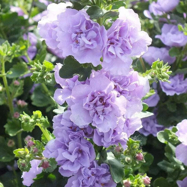 Blue Bacopa Hollyhock Seeds - Perennial Flower Seeds for Garden, Sutera cordata, Blue Blooming Plants, 25 Seeds