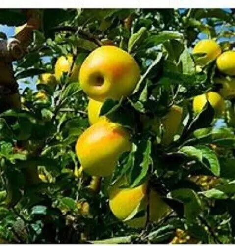 Golden Delicious Apple Tree Scions - 6+1 Organic Unrooted Grafting Cuttings, Malus domestica, Zones 5-8