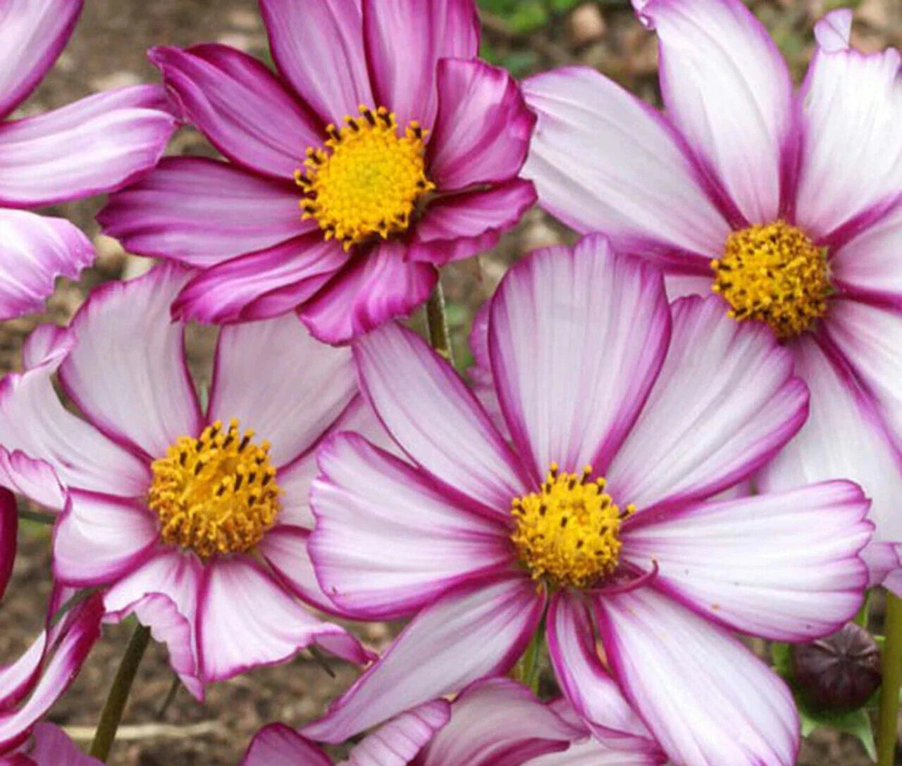Cosmos Candy Stripe Seeds - 175 Annual Flower Seeds - GroCo