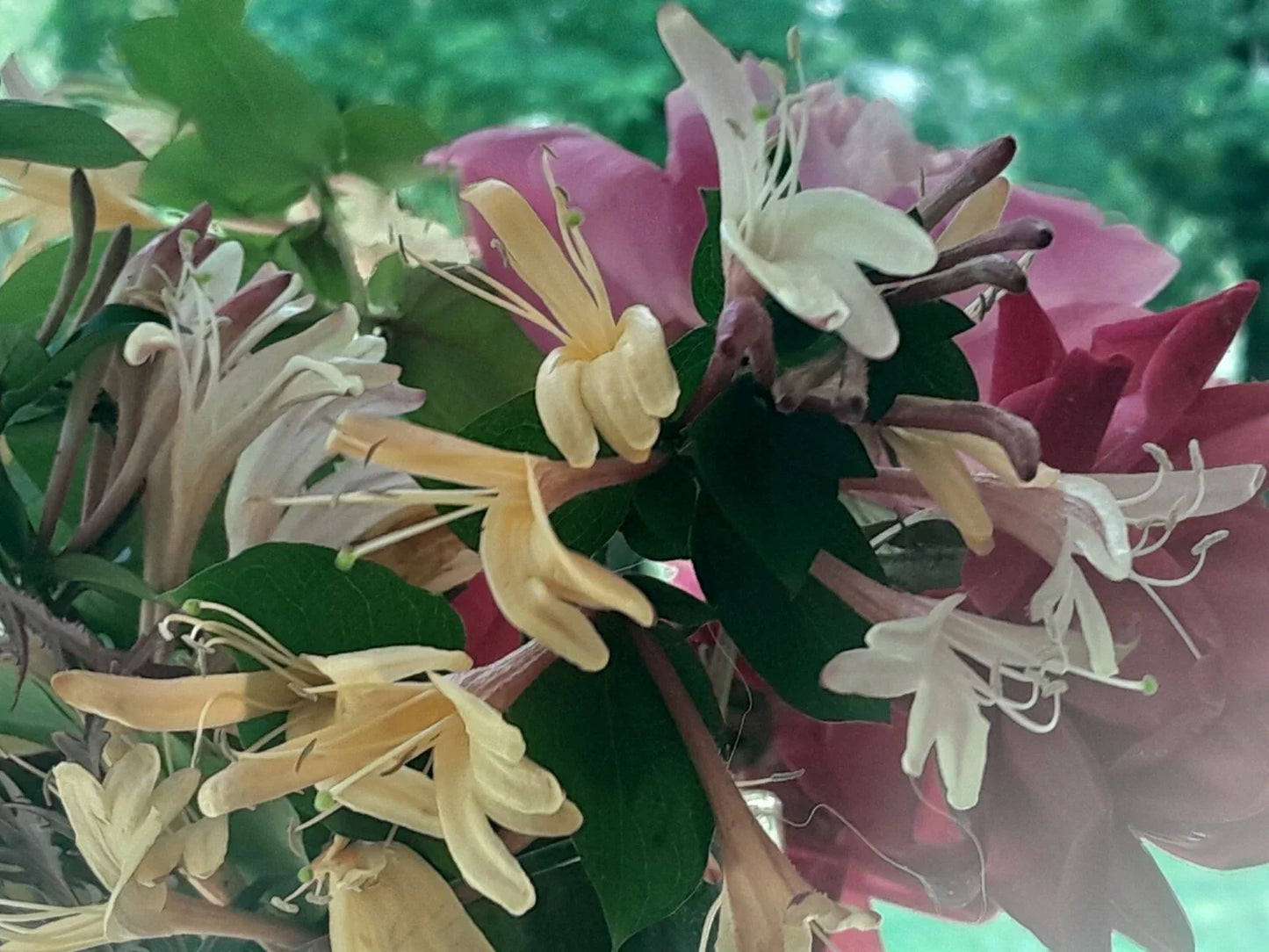 Antique Pink Honeysuckle Vine - 12-Inch Bare Root Live Plant - Fragrant Pink Blooms - Lonicera sempervirens - Climbing, Pollinator Attractant