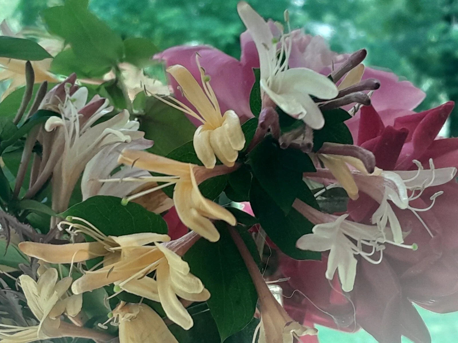 Antique Pink Honeysuckle Vine - 12-Inch Bare Root Live Plant - Fragrant Pink Blooms - Lonicera sempervirens - Climbing, Pollinator Attractant