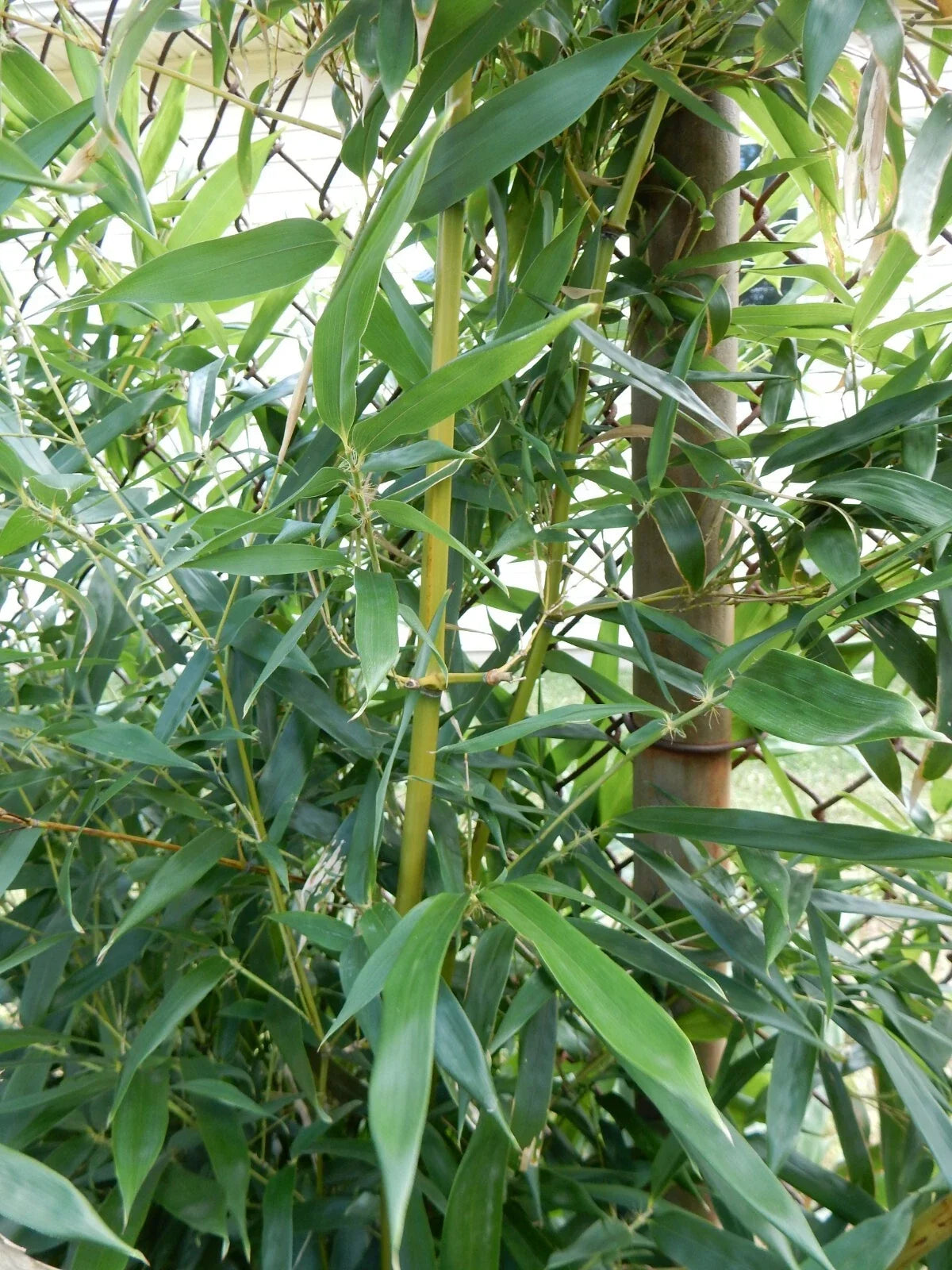 Fargesia Robusta "Wolong" Clumping Bamboo Plant – 8-10 Inches Tall, Hardy Privacy Screen, Garden Landscaping, Live Plant