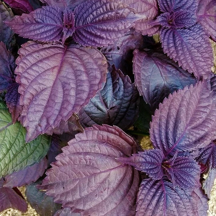 Purple Perilla Seeds - Japanese Red Shiso Herb Seeds - Perilla frutescens - Asian Mint Basil - 2025