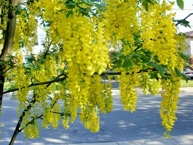 Golden Chain Tree Seeds 50 Laburnum anagyroides Fast Growing Hardy Tree for Garden Landscaping