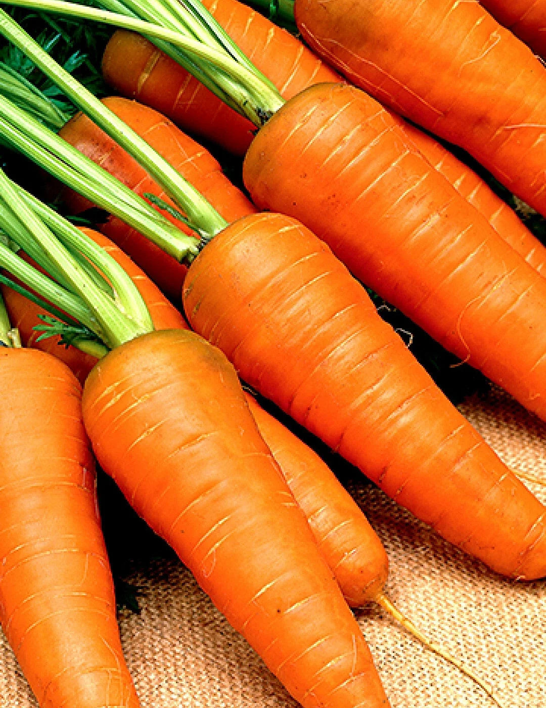 Chantenay Red Cored Carrot Seeds, Non-GMO, 1000+ Pack, Daucus carota, Vegetable Garden, Organic, Bounty of Sweet Carrots